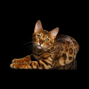 Chat Bengal