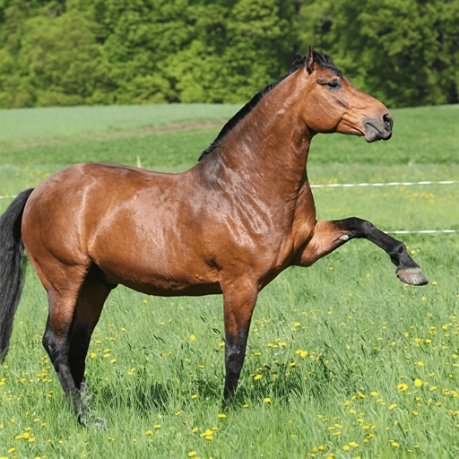 cette image représente un cheval dans la prairie. chevaux de compagnie