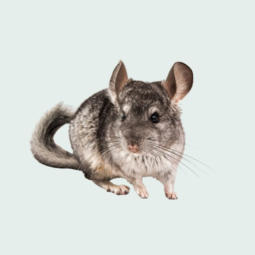 c'est l'image d'un chinchilla