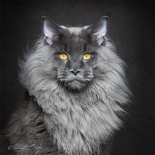 Chat Maine Coon