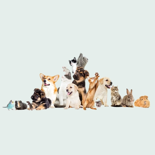 cette image réuni plein d'animaux différents