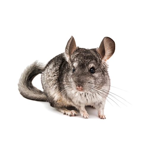 chinchilla-fond-blanc