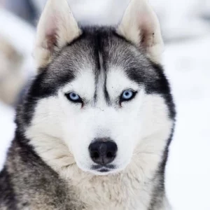 Husky Sibérien