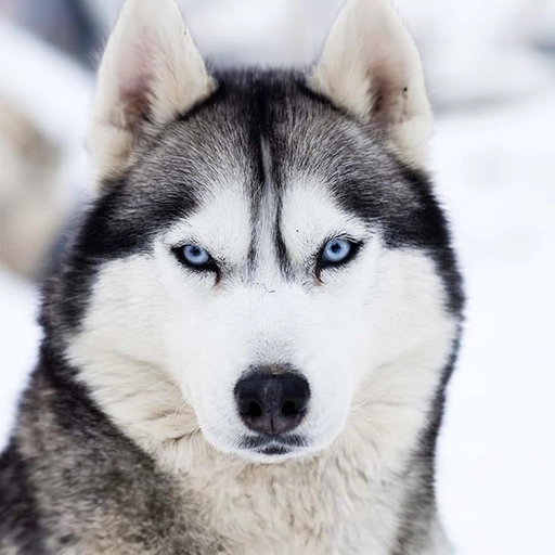Husky Sibérien