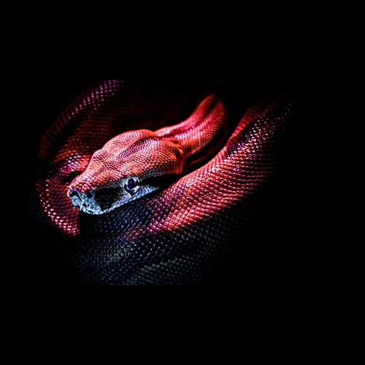 c'est l'image d'un serpent rouge exotique, exemple d'animal de compagnie